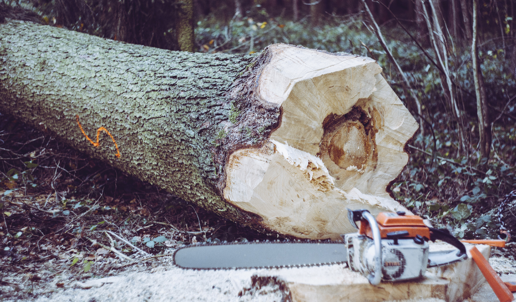 Talar un árbol: 9 casos en los que se justifica – Monteverde LTDA